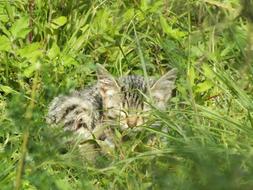 Wild Cat sleeping