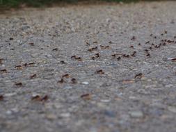 Ants Hike Change Of Location