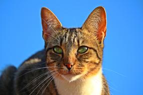 portrait of Kitten Cat head