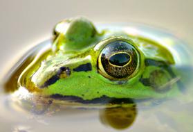 Close-up of the colorful, shiny frog in the pond