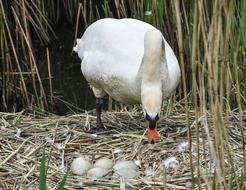 Swan Eggs nature