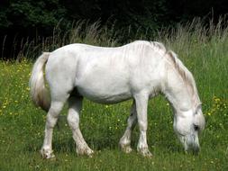 white Horse Animal on meadow