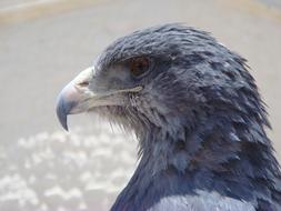 blue eagle head, profile