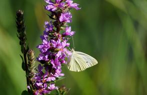 Close Up view of Weis Sling Butterfly