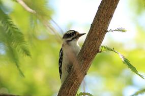 Woodpecker Bird Nature