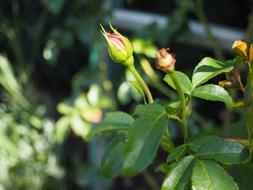 small closed bush rose buds on a blurred background