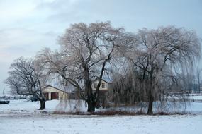 Home Winter snow tree