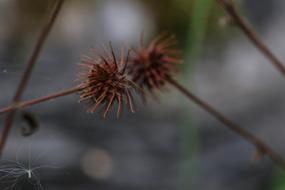 spiny flowers on a branch