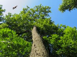 large tree trunk against the sky