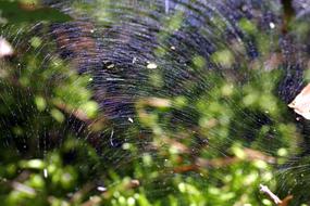 Cobweb green background