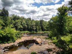 Forest Creek Water