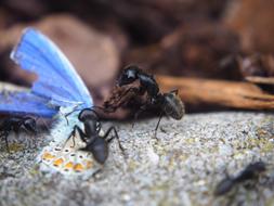 Close-up of the ants eating colorful butterfly, on the rock