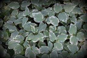 Close-up of the plants, with the beautiful, green and white leaves