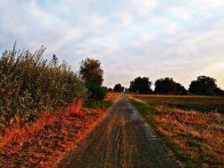 car tracks in an autumn field