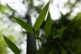 green bamboo leaves in the mountains, china