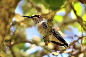 hummingbird bird sitting on a branch, close-up