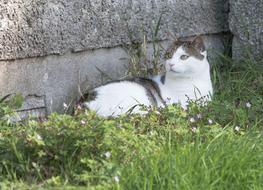 Cat at Grass Nature