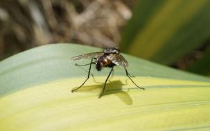 fly sits on a yellow-green leaf, close-up