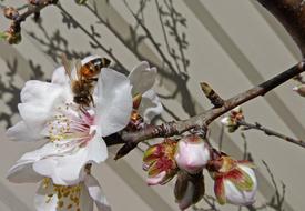 bee on white almond flower