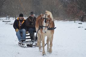 horse haflinger people snow road