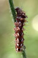 brown caterpillar on a stem, close-up