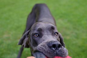 Dog Great Dane