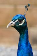 Peacock Bird Feather