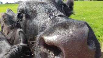 black cattle snout close up