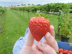 delicious strawberries in the human hand