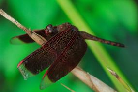 Brown Dragonfly Insect on grass
