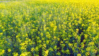 Field Colza