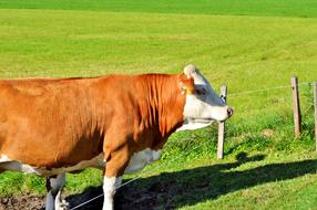Cow Beef Ruminant on pasture