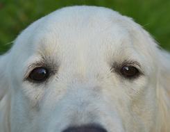 Portrait of the beautiful and cute, white Golden Retriever dog, at green background