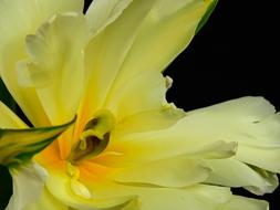 Flowers Bloom Flower
