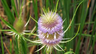 Plants Thistle Weed