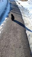 Black Cat Snow