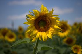 sunflower on a stalk in a field