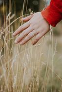Child Hand dry grass