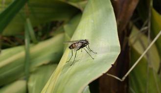 Macro view of Insect Fly at Nature