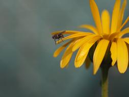 macro view of Fly Insect on Yellow flower