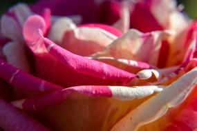 red rose petals in the garden