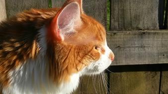 Profile portrait of the cute and beautiful, fluffy, ginger and white cat near the wooden fence