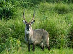 Waterbuck Tanzania Africa