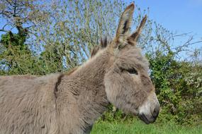 Donkey Equine Animal Long