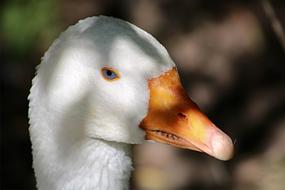 Portrait of Goose Animal bird
