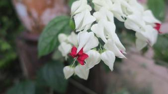 Flowers Nature White
