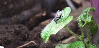 Insect Flying Fly