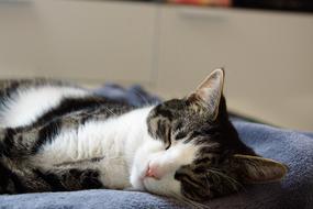 Colorful, cute and beautiful cat sleeping on the soft surface