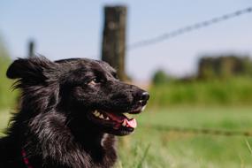 portrait of Black Puppy Dog