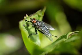 Macro picture of Fly Carnivore